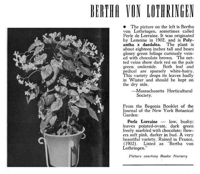 B. ‘Bertha Von Lothringen’